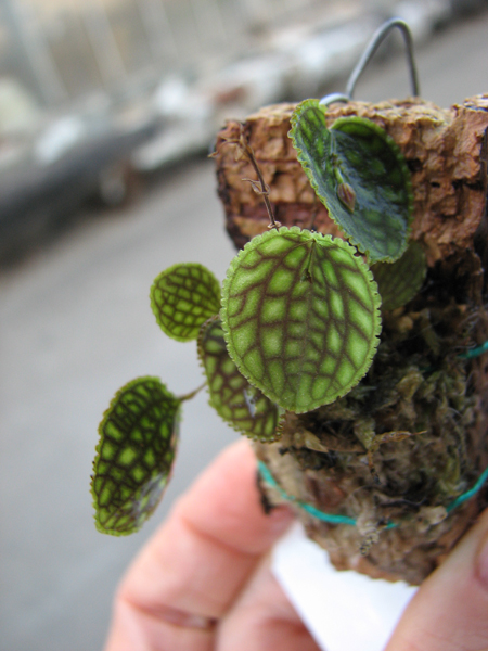 Lepanthes calodictyon.jpg