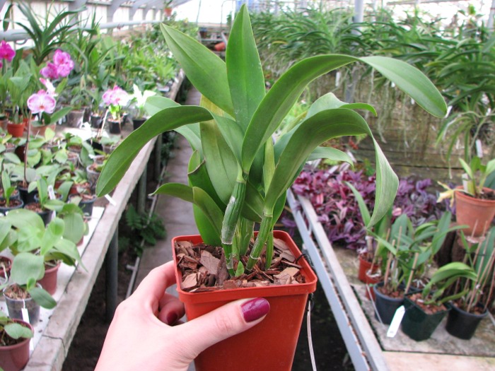 Epicattleya Siam Jade 'Avo' (Cattleya Penny Kuroda x Epicattleya Vienna Woods).JPG