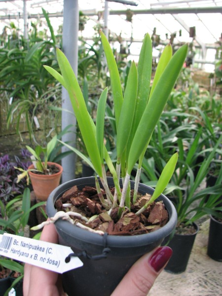 Brassocattleya Nanipuakea (C. Hardyana x B. nodosa).JPG