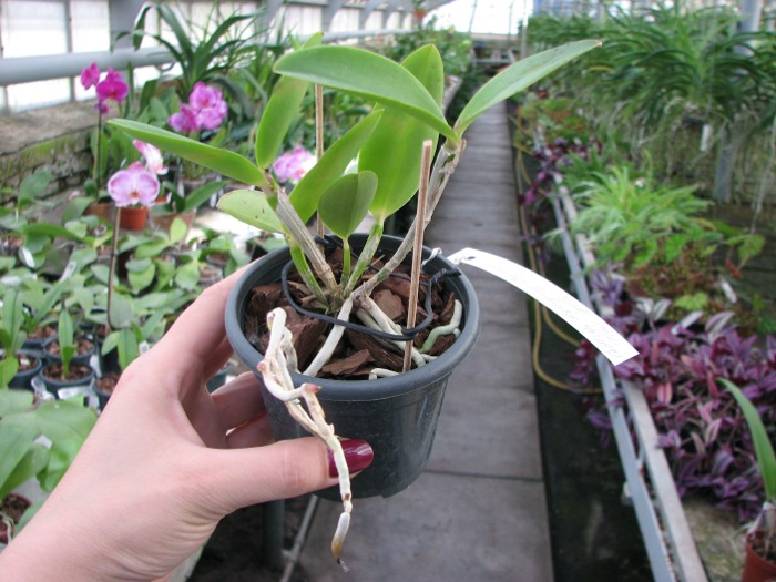 Cattleya Hsinying Cognac 'Thai Spots'.JPG