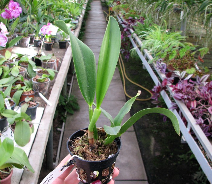 Sophrolaeliocattleya Hawaiian Splash 'Lea' (Payche x Mishima Star).JPG