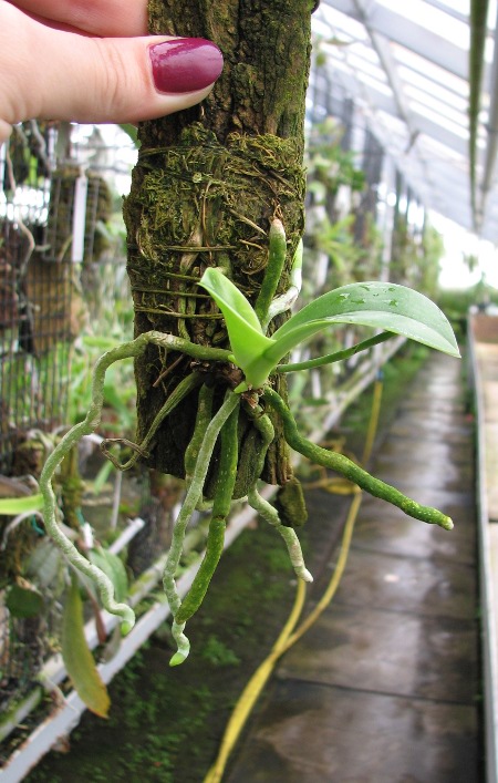 Phalaenopsis pulchra.JPG