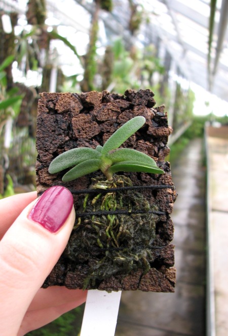 Angraecum aloifolium.JPG