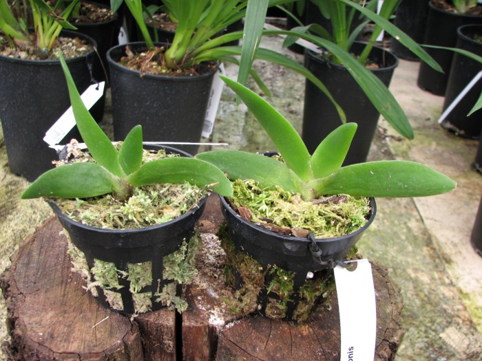 Angraecum leonis.JPG