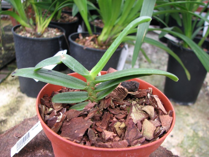 Angraecum equitans.JPG