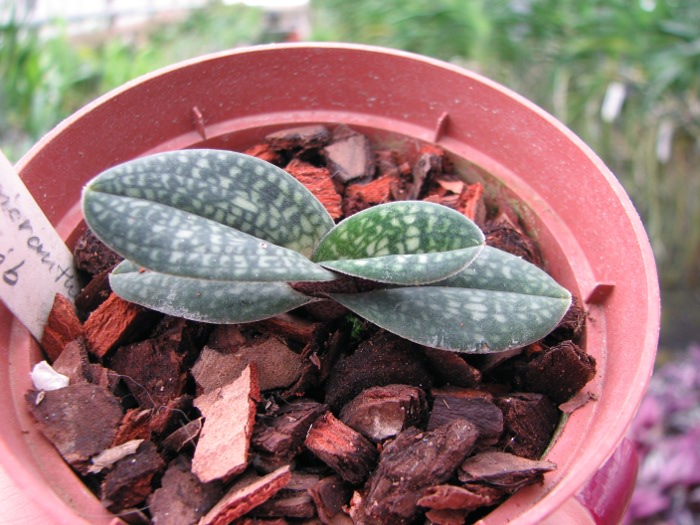 Paphiopedilum micranthum var. eburneum.JPG