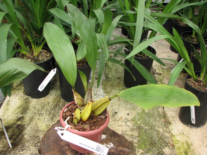 Bifrenaria harrisoniae.JPG