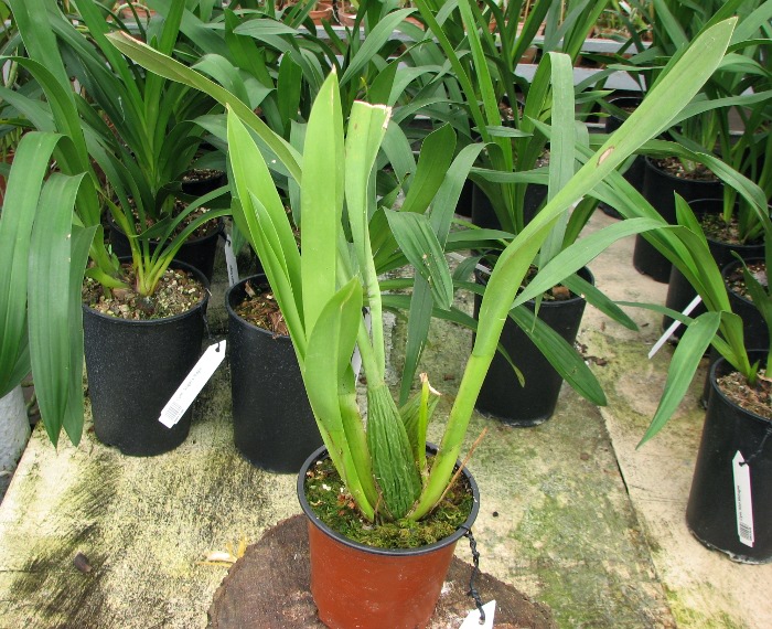 Odontoglossum crispum.JPG