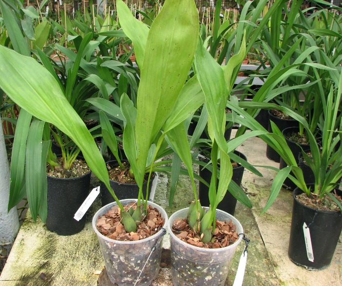 Dendrochilum magnum.JPG