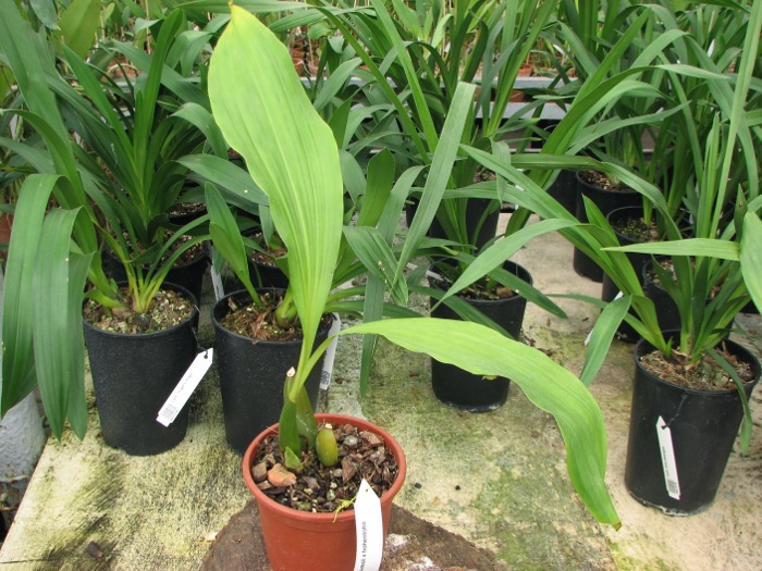 Anguloa clowesii x hohenlohii.JPG