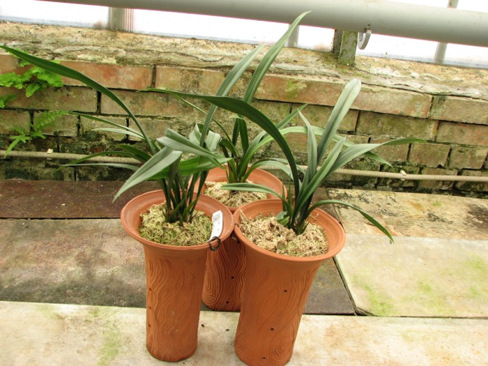 Cymbidium sinense.JPG