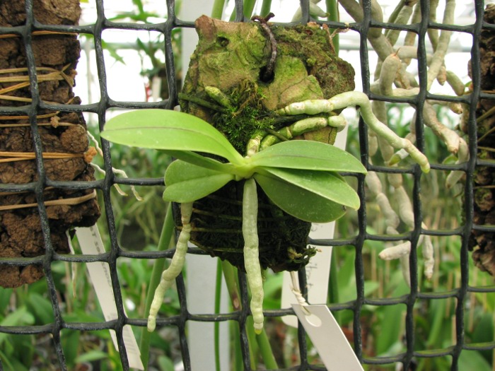Phalaenopsis cornu cervi var. thalebanii.JPG