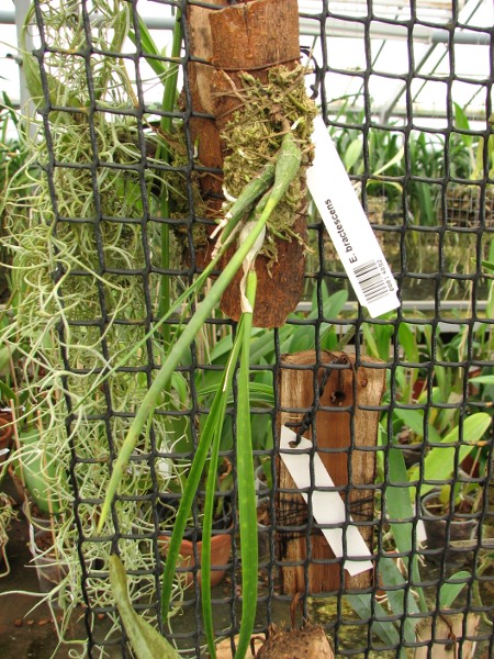 Encyclia bractescens.JPG