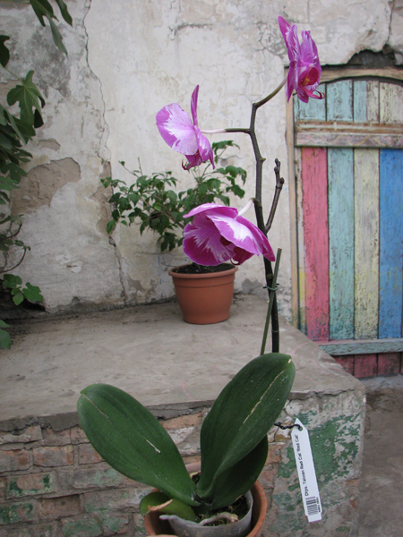 Doritaenopsis Taiwan Red Cat 'Red Cat'.JPG