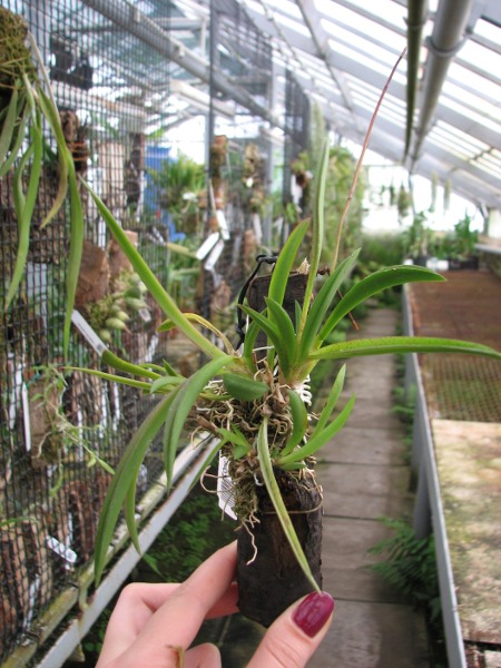Oncidium (Tolumnia) hybrids.JPG