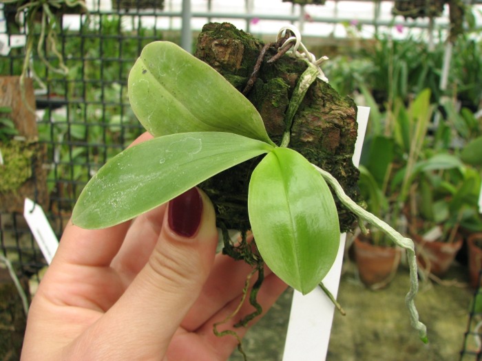 Phalaenopsis javanica.JPG
