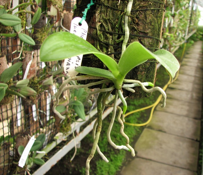 Phalaenopsis lueddemanniana.JPG
