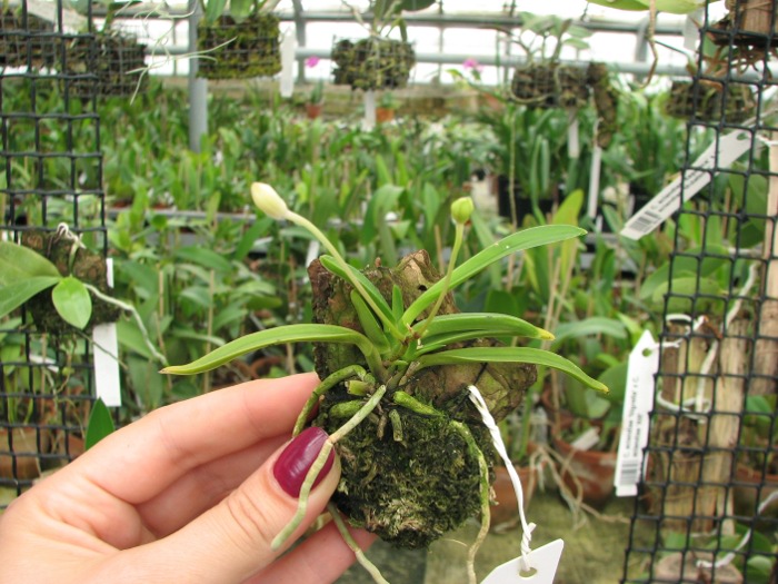 Neofinetia falcata 'Hoshi Guruma'.JPG