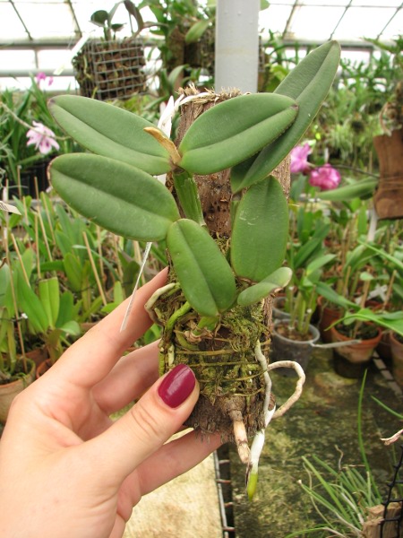 Cattleya schilleriana 'Biriricas' x Cattleya schilleriana 'Olinda'.JPG