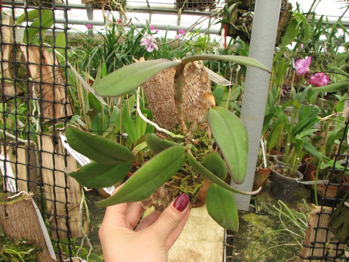 Cattleya schilleriana escura 'Jucú' x Cattleya schilleriana 'Paredão'.JPG