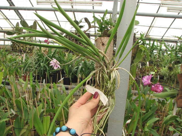 Brassavola nodosa.JPG