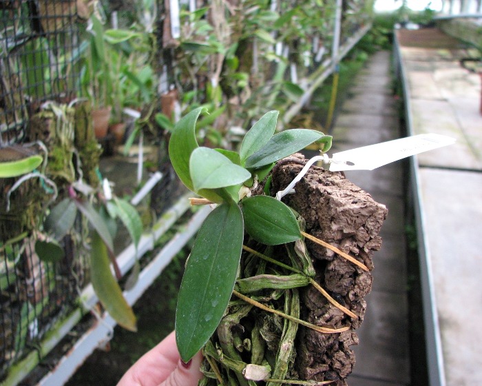 Phalaenopsis Mini Mark.JPG