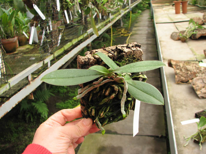 Phalaenopsis Mini Mark.jpg