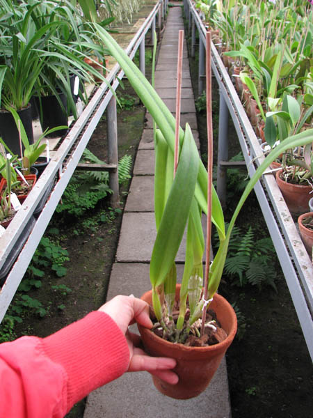Laelia purpurata roxo-violeta x self.jpg