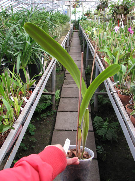 Laelia purpurata schusteriana 'Labelo Negro' x Laelia purpurata schusteriana 'AWZ'.jpg