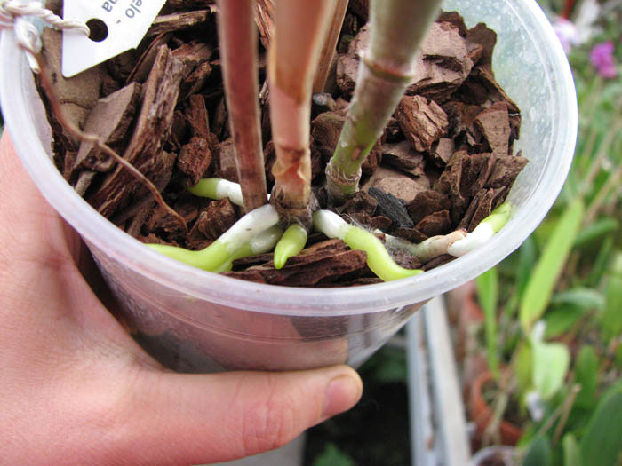 Laelia purpurata schusteriana 'Labelo Negro' x Laelia purpurata schusteriana 'AWZ'.jpg