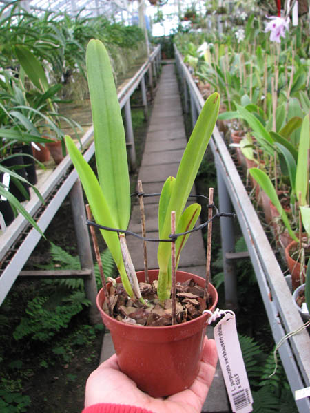 Laelia purpurata werkhauseri striata x SELF.jpg