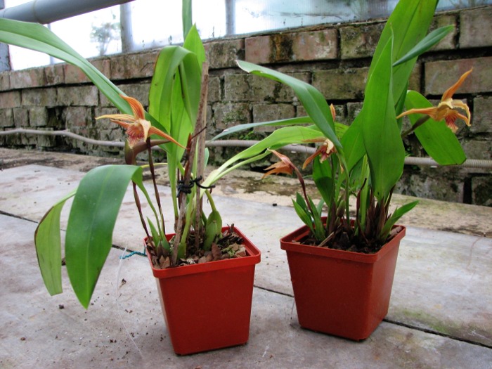 Maxillaria Sangai (Maxillaria pulla x Maxillaria striata).JPG