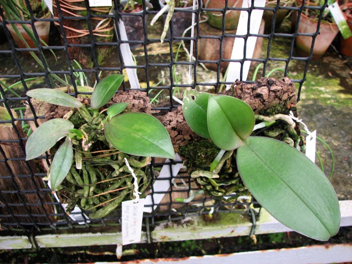 Phalaenopsis Mini Mark.JPG