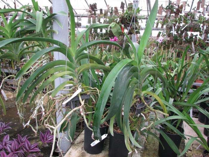 Ascocenda Phairot x Vanda Boonchoosand.JPG