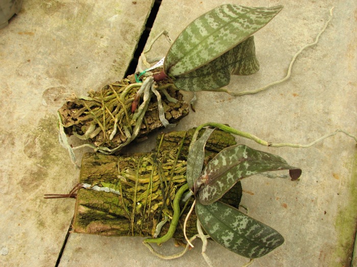Phalaenopsis schilleriana2.JPG