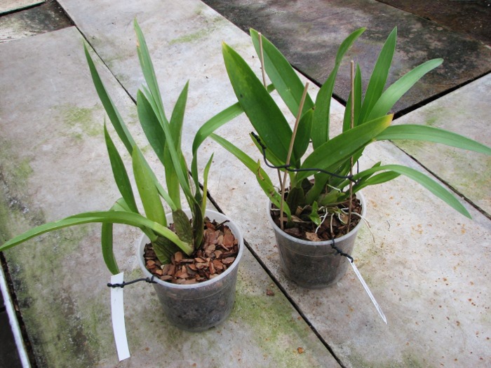 Zelglossoda Calico Gem 'Green Valley #1'.JPG