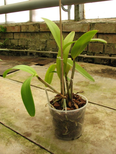 Cattleya Undine alba (intermedia x mossiae).JPG