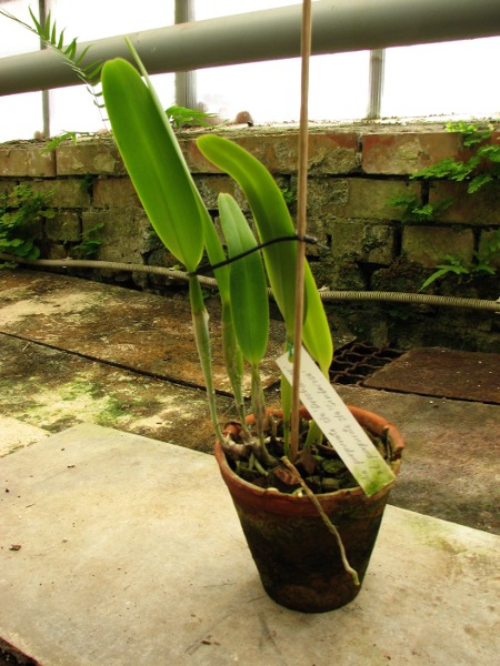 Здесь  Laelia purpurata semi alba 'Sindarosa' в родителях.