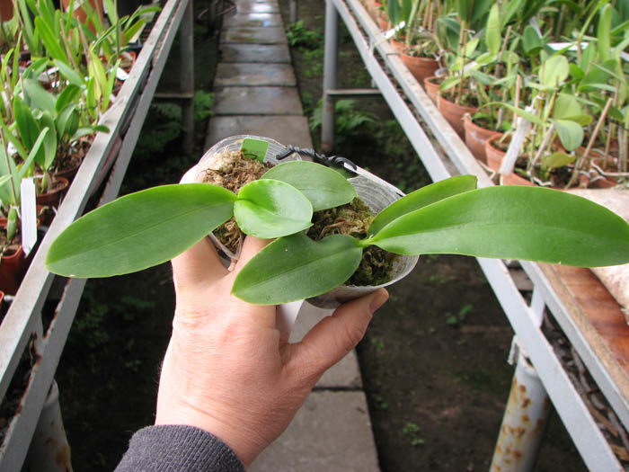 Phalaenopsis Natasha 'Aiko'.jpg