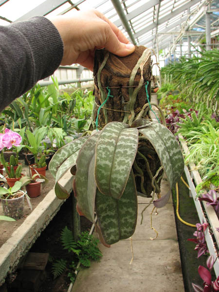 Phalaenopsis schilleriana.jpg