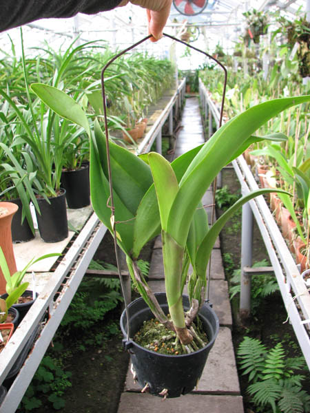 Brassolaeliocattleya Young Kong 'Sun No16'.jpg