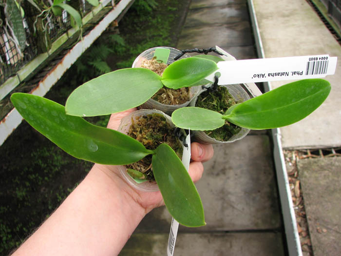 Phalaenopsis Natasha 'Aiko'.jpg
