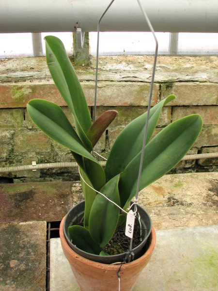 Brassolaeliocattleya Sanyung Ruby 'Kuang Lung' (Waianae Coast x Chia Lin).JPG