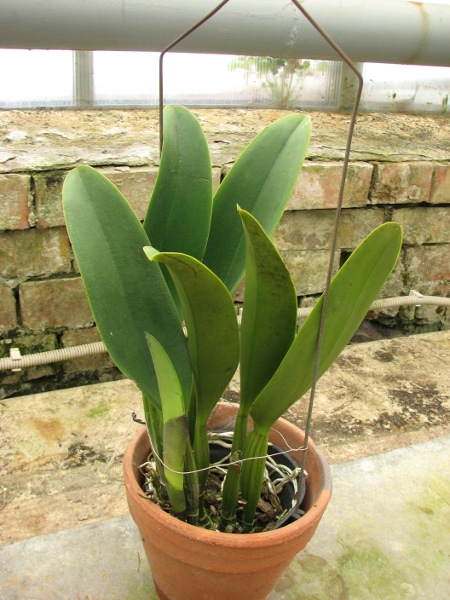Brassolaeliocattleya Sanyung Ruby 'Shin Mei' (Waianae Coast x Chia Lin).JPG