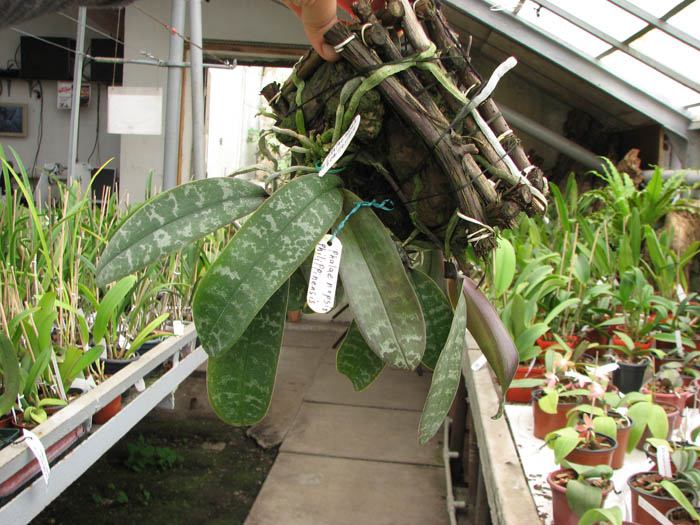 Phalaenopsis schilleriana.jpg