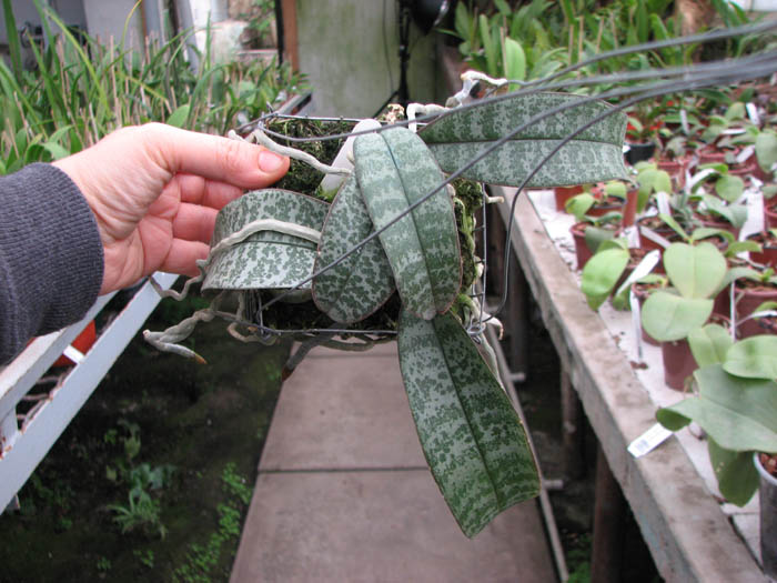 Phalaenopsis schilleriana.jpg