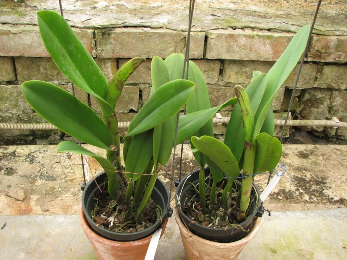 Laeliocattleya Chan Hsiu Jewel 'San Mei' (Cattleya Moscombe x Laeliocattleya Wayndora).JPG