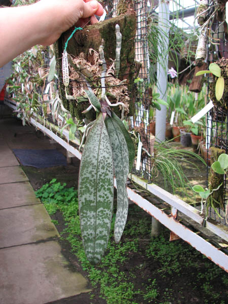Phalaenopsis schilleriana.jpg