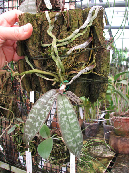 Phalaenopsis schilleriana.jpg