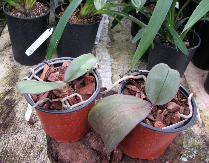 Phalaenopsis Sogo Lawrence x (Phalaenopsis Sogo Lawrence x Phalaenopsis Yungho Princess Gelb).JPG